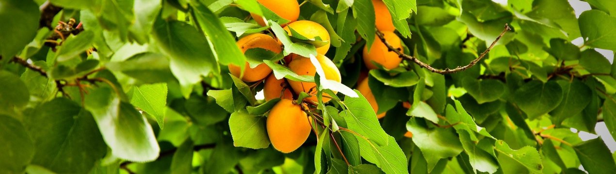 Чому лопаються абрикоси на дереві?