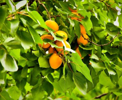 Чому лопаються абрикоси на дереві?