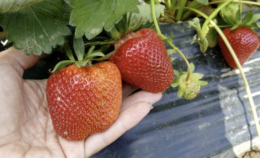 Полуниця сорт Джолі Полуниця сорт Джолі