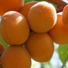 Описание сорта абрикоса Краснощекий