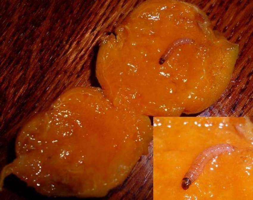 Плодожерка на абрикосі Плодожерка на абрикосі