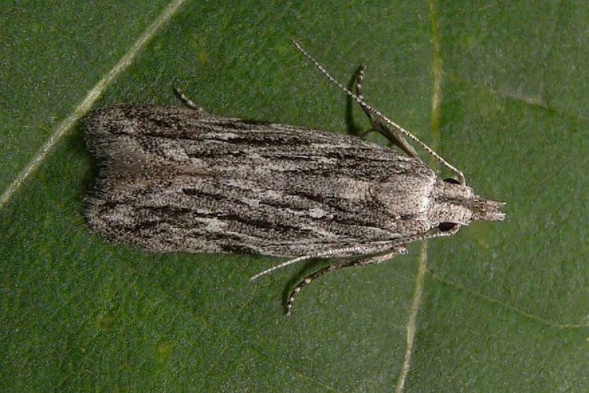 Фруктова смугаста моль Фруктова смугаста моль