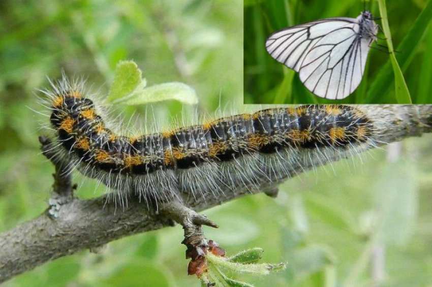 Метелик і гусениця боярышница Метелик і гусениця боярышница