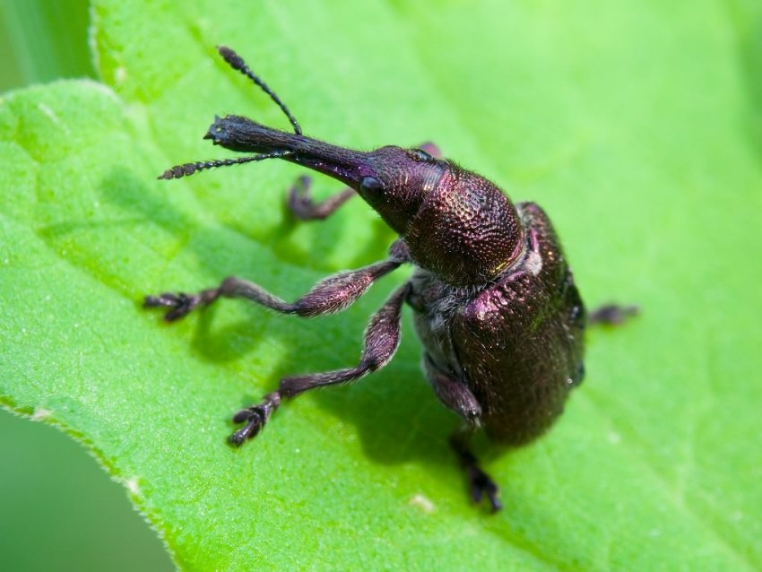 Довгоносик плодовий Довгоносик плодовий