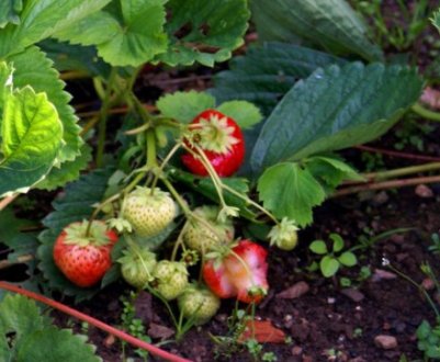 Які сорти полуниці краще садити на Уралі