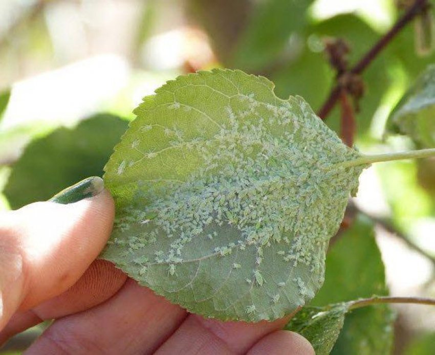 Попелиця на абрикосі Попелиця на абрикосі