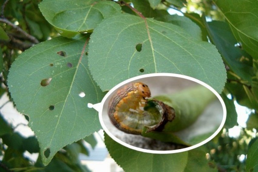 Гусениця листовійки на абрикосі Гусениця листовійки на абрикосі