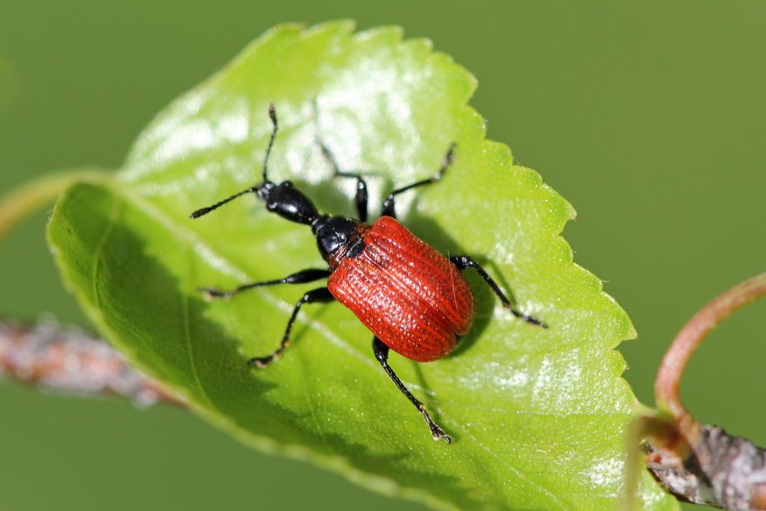 Трубковерт глодовий краснокрылый Трубковерт глодовий краснокрылый