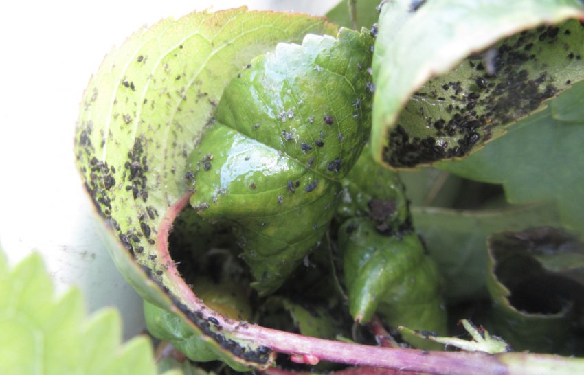 Колонії попелиці на полуниці Колонії попелиці на полуниці