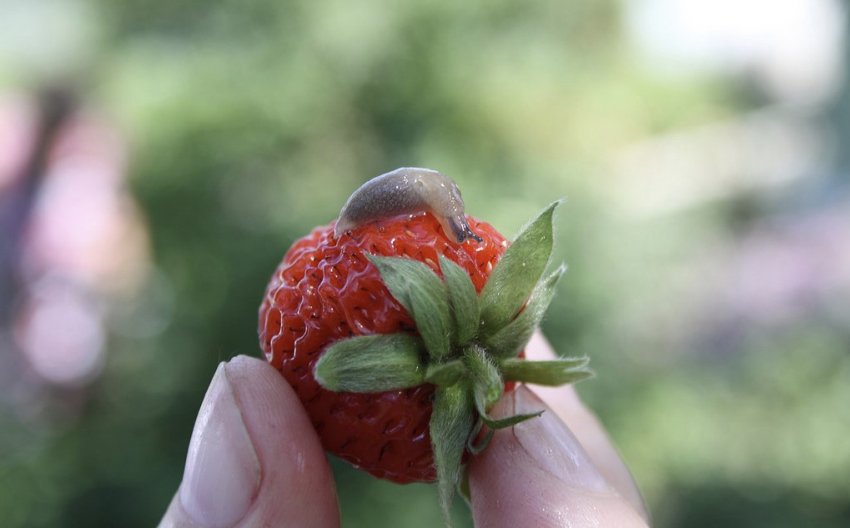 Slug на полуниці Slug на полуниці