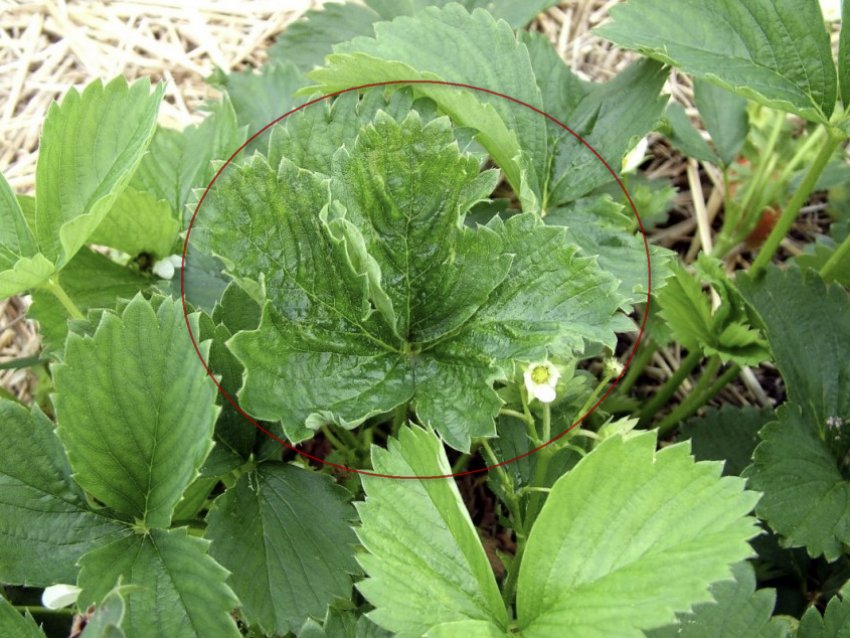 Наявність суничного кліща на полуниці Наявність суничного кліща на полуниці