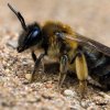 Характеристика породы пчел Карника