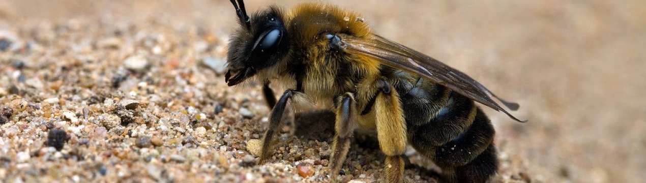 Опис земляних бджіл