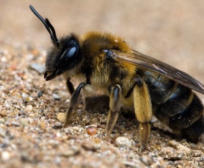 Опис земляних бджіл