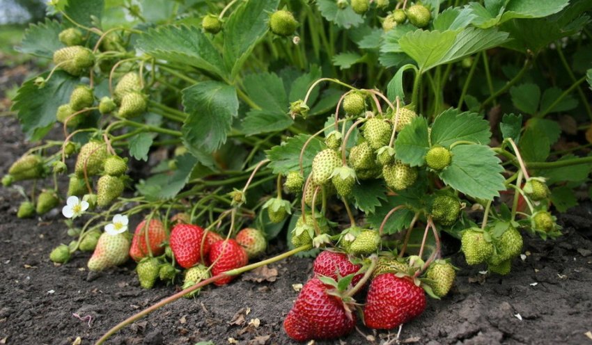 Полуниця Валента