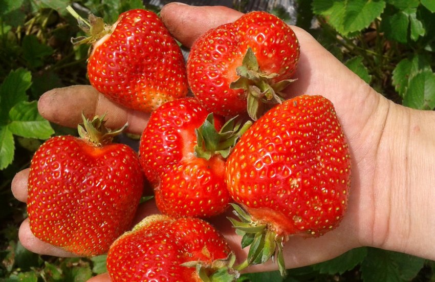 Клубник Ельсанта