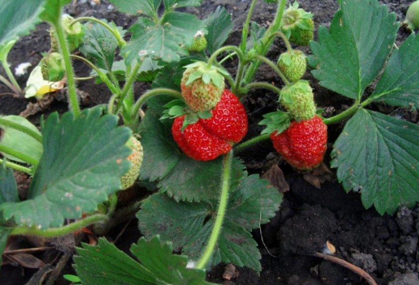 Полуниця Фестивальна ромашка