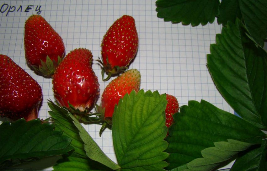 Полуниця Орлец