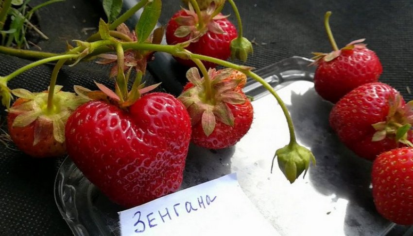 Полуниця Зенгана