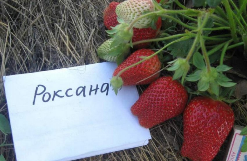 Полуниця Роксана