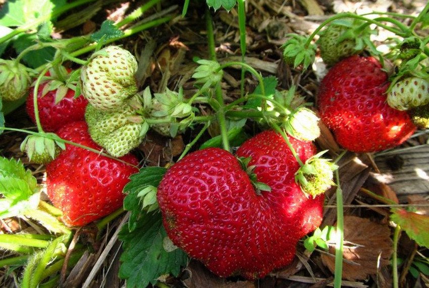 Полуниця Викода