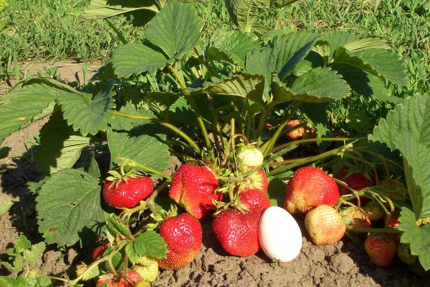 Полуниця Пандора