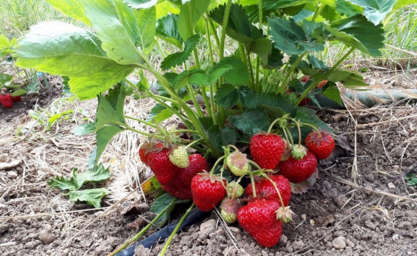 Полуниця Спокуса