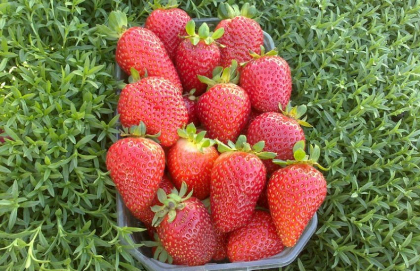 Полуниця Брайтон