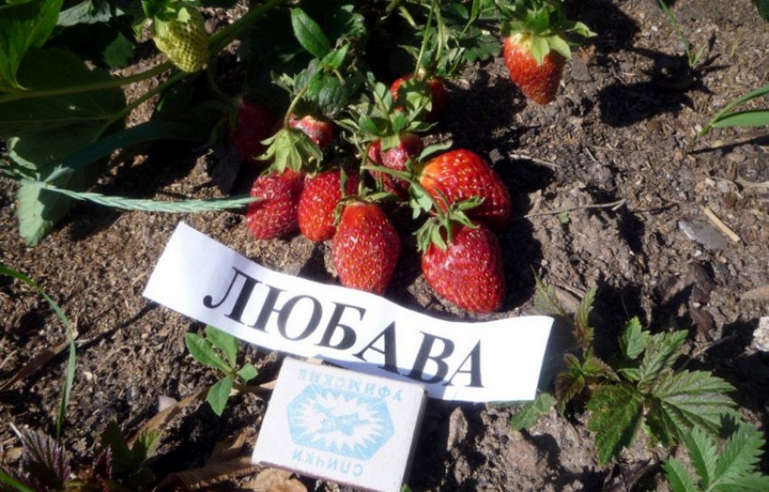 Полуниця Любава