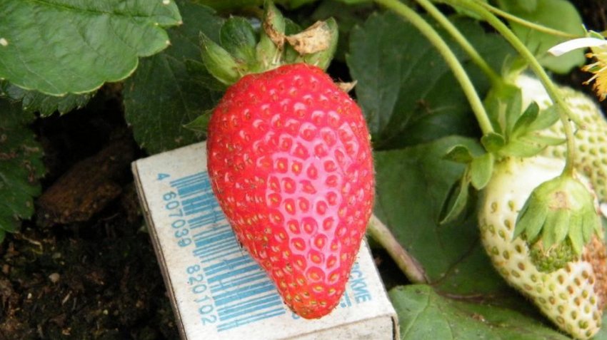 Полуниця Женева