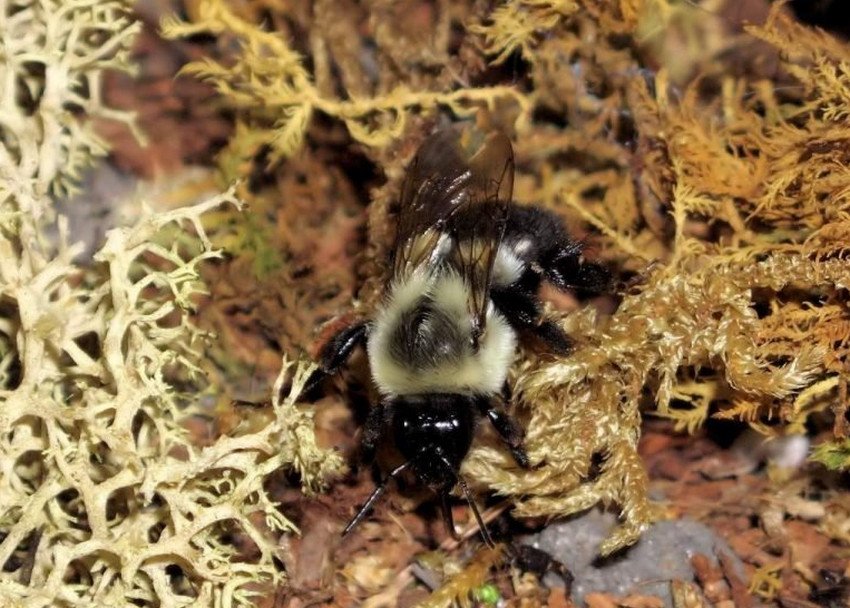 Земляна бджола Земляна бджола