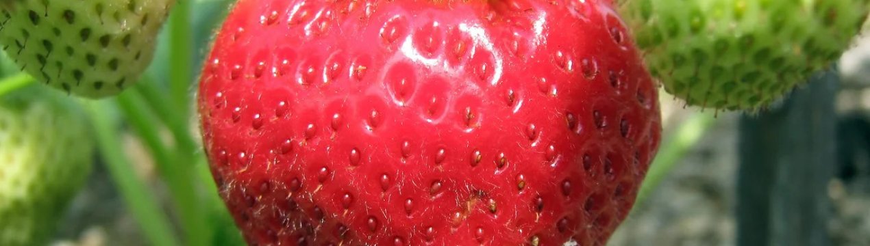 Что такое ремонтантная клубника виктория. . Что такое ремонтантная клубника виктория фото. Что такое ремонтантная клубника виктория-. картинка Что такое ремонтантная клубника виктория. картинка . С одной грядки два и более урожая за сезон позволяют собрать ремонтантные сорта клубники. Потому они пользуются возрастающим спросом среди огородников-любителей и фермеров. Культура эта не нова, но если ее выращивать как обычную землянику, хорошего урожая не получится. Интенсивно растущее, повторно плодоносящее растение требует особой агротехники.