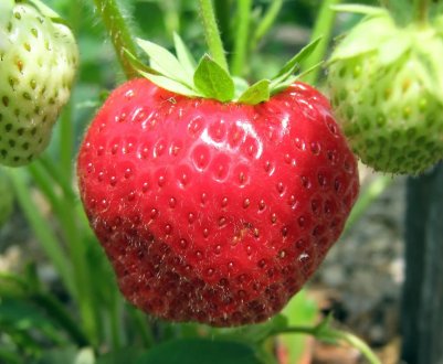 Особливості посадки полуниці Вікторія і догляду за нею