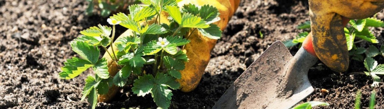 Правильна посадка полуниці навесні