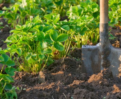 Як і коли пересадити полуницю на інше місце