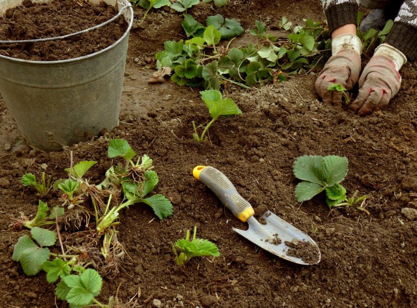Посадка полуниці Посадка полуниці