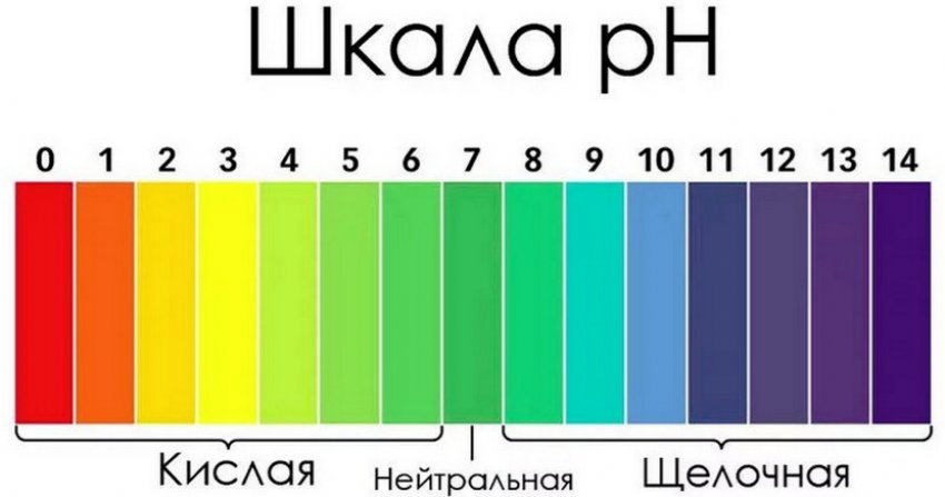 Что такое ремонтантная клубника виктория. 72278.pqtzbo.850. Что такое ремонтантная клубника виктория фото. Что такое ремонтантная клубника виктория-72278.pqtzbo.850. картинка Что такое ремонтантная клубника виктория. картинка 72278.pqtzbo.850. С одной грядки два и более урожая за сезон позволяют собрать ремонтантные сорта клубники. Потому они пользуются возрастающим спросом среди огородников-любителей и фермеров. Культура эта не нова, но если ее выращивать как обычную землянику, хорошего урожая не получится. Интенсивно растущее, повторно плодоносящее растение требует особой агротехники.