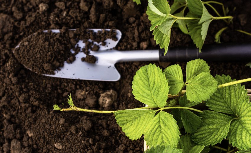 Грунт для розсади