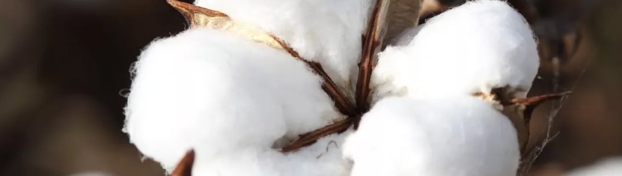 Експортні поставки бавовни з Кот-Д'івуар досягли рекордно високого рівня