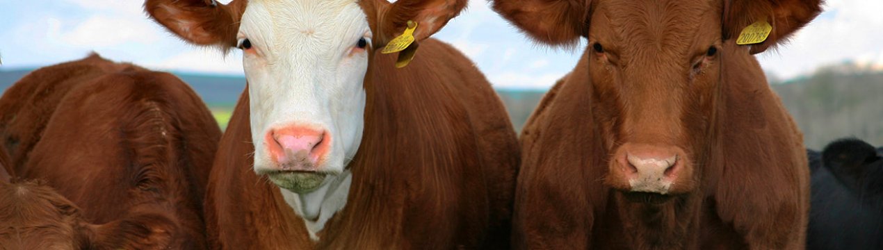 Шотландські фермери закликають до збільшення фінансування, щоб зупинити скорочення поголів'я худоби