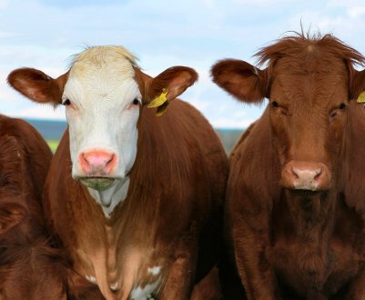 Шотландські фермери закликають до збільшення фінансування, щоб зупинити скорочення поголів'я худоби