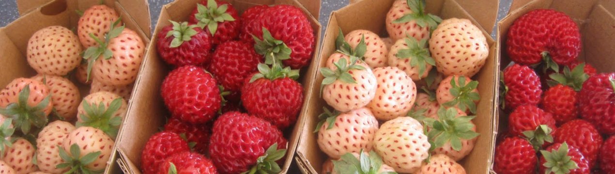 Розовый ананасный сорт клубники. . Розовый ананасный сорт клубники фото. Розовый ананасный сорт клубники-. картинка Розовый ананасный сорт клубники. картинка . Клубника ананасная – это сочетание манящего аромата и запоминающегося вкуса. Садоводы любят эту ягоду за богатый урожай, но процесс выращивания обладает определенными особенностями, которые необходимо изучить заранее.