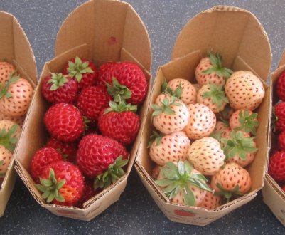 Особливості посадки і догляду за сортом полуниці Ананасна