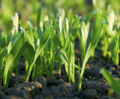 В цьому році посіви озимої пшениці може атакувати головня