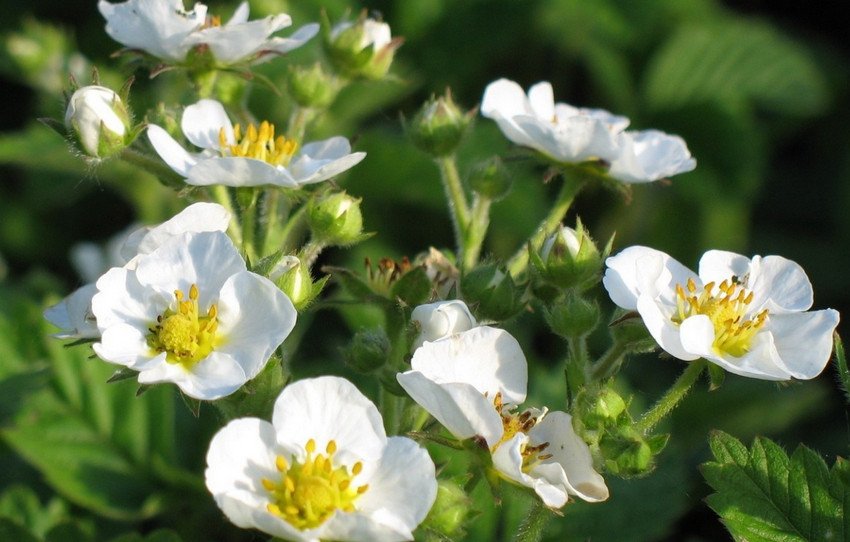 Цвітіння полуниці Цвітіння полуниці