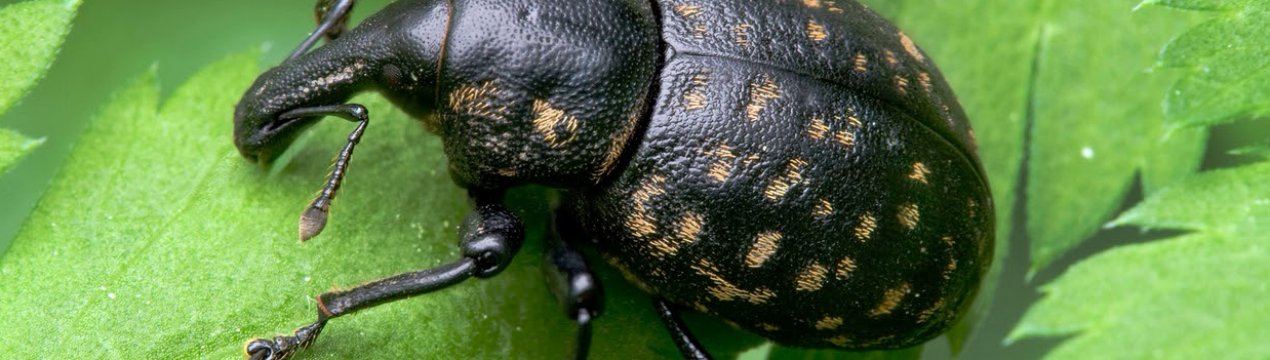 Довгоносики масово виходять з зимівель на поля України