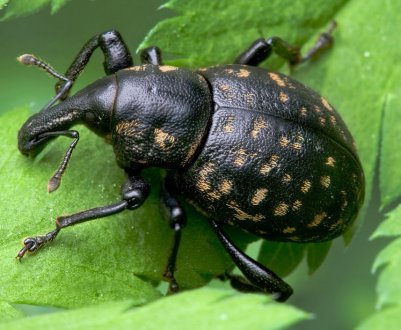 Довгоносики масово виходять з зимівель на поля України