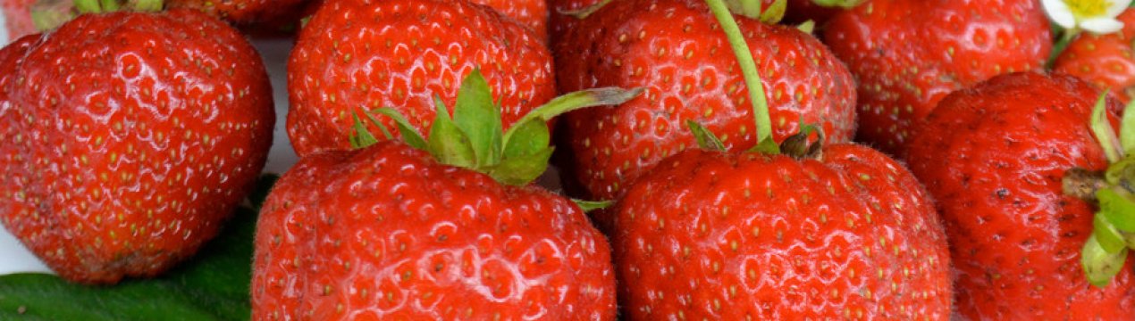 Особливості посадки полуниці Ред Гонтлет