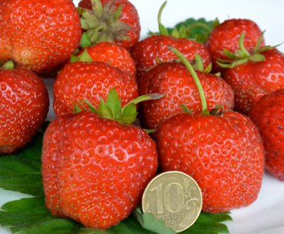 Особливості посадки полуниці Ред Гонтлет