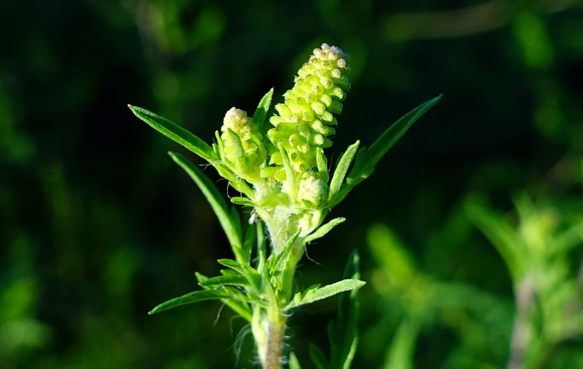 Полтава буде боротися з амброзією за 3,2 мільйона гривень Полтава буде боротися з амброзією за 3,2 мільйона гривень